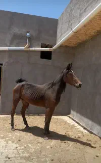فروش مادیون دره شور