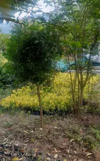 شمشاد سبز وطلایی