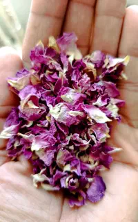 گل محمدی خشک