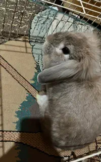 خرگوش لوپ