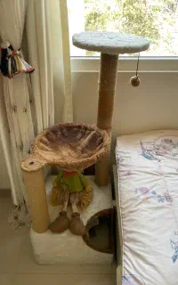 درخت گربه