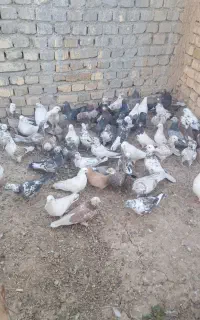 کفتر