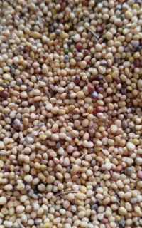 فروش بذرترب اصلاح شدهدرجه یک  به صورت عمده وجزعی.