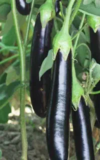 بادمجون  بومی اردکان
