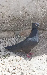 کبوتر