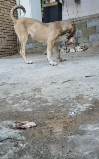 ماده ۵ونیم ماهه فروشی
