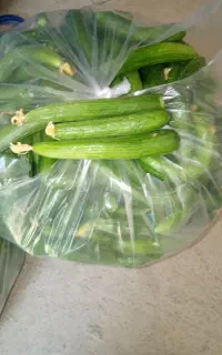 خیار سبز باکیفیت