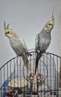 عروس هلندی جفت