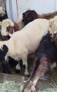 فروش بره