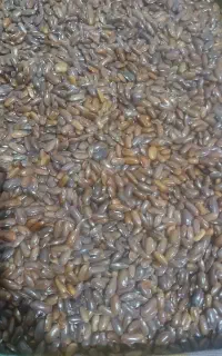 بذرلوبیا سبز