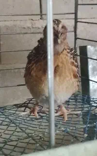 دو عدد بلدرچین