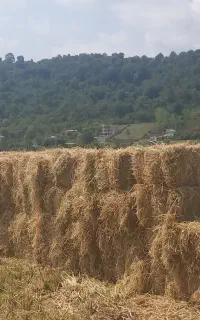 کاه سرچینه