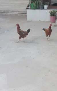 شیش عدد مرغ دورگ لاری تخم گوزار