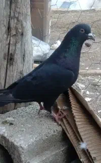 کبوتر پرشی نرسیاه