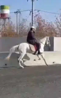 اسب