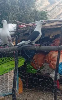 کبوتر توضیحات