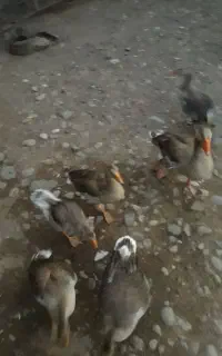 غاز