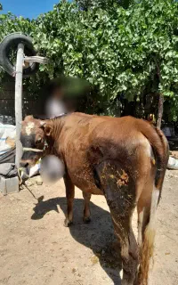 گوساله ماده لیموزین