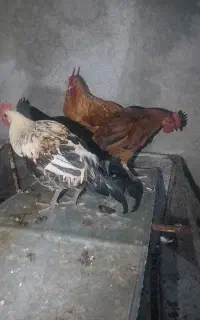 فروش خروش ساسم  فروش گندم دی  کیلویی ۶۵۰۰۰۰۰
