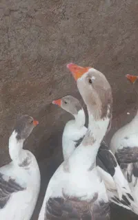 چهارعددغاز ویک عددقوغاز