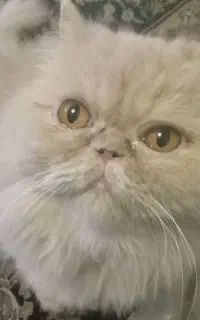گربه پرشین کارملی ماده