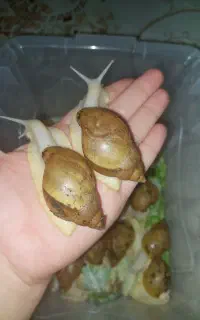 حلزون