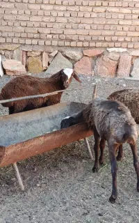 بره ماده