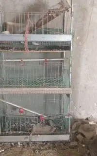 قفسه مرغ خروس