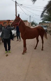 مادیون عرب قد بلند