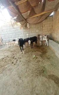 گوساله نر