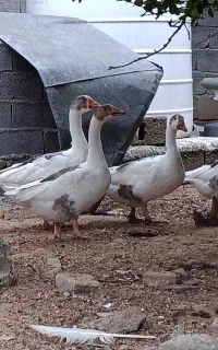 فروش ۶ غاز محلی