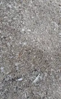 ذیل کبوتر.کود حیوانی