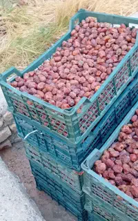 خرما مرداسنگ تصفیه شده ب صورت عمده