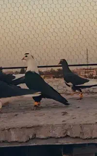 بیله پلنگ