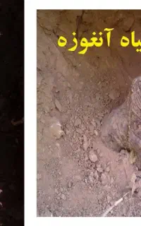 گیاه انغوزه خواص درمانی