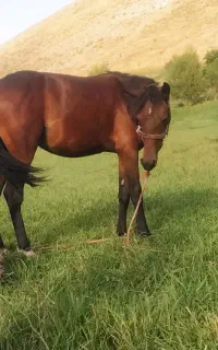 اسب ماده ۱۵ماهه