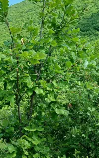 راهنمای میخوام