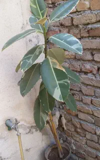گل فیکوس