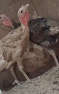 بوقلمون