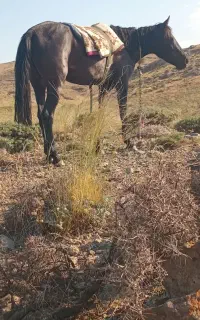 اسب گم شده