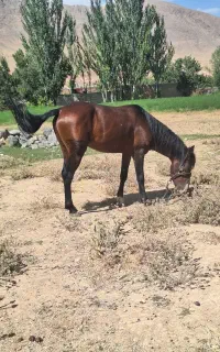 سلام این اسب فروشی معاوضه بابز یامیش هم دارم