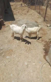 بز وبزغاله شیرا داشتی وجوان