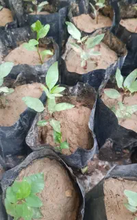 نهال ۳ ماهه پسته بومی خراسان
