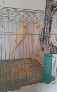 عروس هلندی