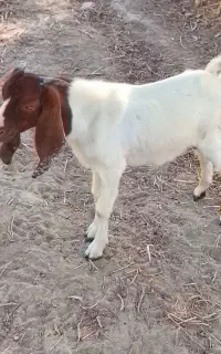 کهره.نر