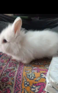 بچه خرگوش خانگی