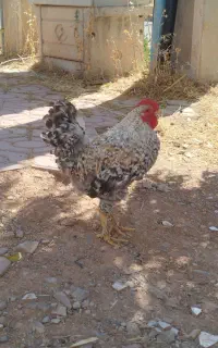 خروس لری چهل تاج