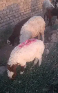 میش وبره قیمت ۲۰تومن