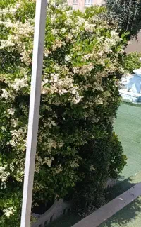 باغ تالار عمارت پنج ستاره