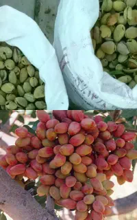 خرید پسته و بادام روی درخت + پوست کردن